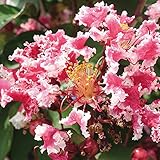 国華園　花木苗　サルスベリ 夏祭り 1株【※発送が国華園からの場合のみ正規品です】