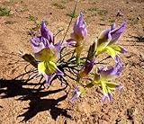 Gladiolus venustus - sword lily - 10 seeds