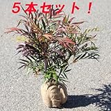 庭木：マホニアコンフューサ（細葉ヒイラギナンテン）　5本セット　H：約30-40cm