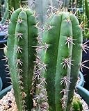 Trichocereus cuzcoensis - Cuzco cactus - 15 seeds