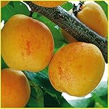 杏(あんず)苗木　ニコニコット