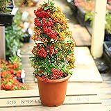 植木 鉢花:2色ピラカンサ*6号