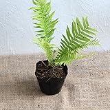 クサソテツ 8ポットセット グランドカバー 下草 観葉植物