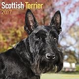 Scottish Terrier Calendar 2017 (Square)