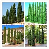 Tree seeds 100 pcs ITALIAN CYPRESS (Cupressus Sempervirens Stricta) seeds Home gardening