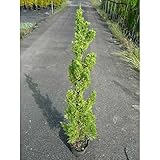 【5本セット】 カイヅカイブキ 樹高1.0m前後 15cmポット カイズカイブキ かいずかいぶき 苗木 植木 苗 庭木 生け垣