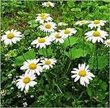 5パック500種カモミール種子ローマンカモミール蚊バスター芳香植物の種子のD037