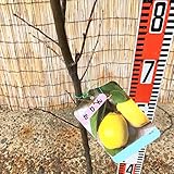 花梨 苗木 かりん 12cmポット苗 カリン 苗