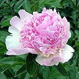 ピオニー（シャクヤク）：ラズベリーサンダー4号ポット[芍薬]