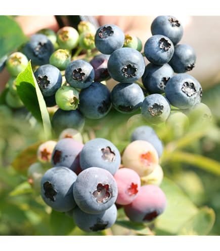 Amazon｜農薬不使用栽培 朝摘み生ブルーベリー 3キロ｜観葉植物