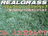 人工芝(芝高30mm) 2m幅×4m★上質RealGrass リアルグラス