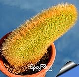 ベストセラー！Semillasデ・フローレス10 PCS /パック多肉植物原石サボテン種子はTetragonia鉢植えの花肉質、＃のCXUUQ4茎