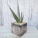 【ノーブランド品】アロエ・ベラ塩焼き鉢植え[美容に・健康に！大人気][NHKあさイチで紹介]