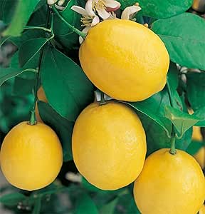 Amazon Co Jp レモンの苗木 四季成 大実サイパンレモン しっかり大きい2年生挿し木 5号ポット 今年から実がなる率が高い大苗 品種で選べる果樹苗 1本売り 学名 Citrus Meyerii Kikuti 英語 Saipan Lemon ミカン科ミカン属の半耐寒性常緑低木 開花時期 5月頃 1