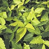 【山野草】黄斑オオハンゲ