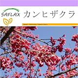 SAFLAX - カンヒザクラ - 10 個の種。 - Cerasus campanulata syn. Prunus c.