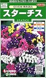 サカタのタネ 実咲花6486 スターチス 切り花用美色混合 00906486