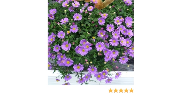 Amazon 宿根草 ブラキカム ブラスコバイオレット 姫コスモス １株 花