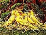 12 Seeds Stratified Chinese hardy Panax Ginseng Korea Ginseng Seeds,Herbal Seeds,Grow your own Ginse