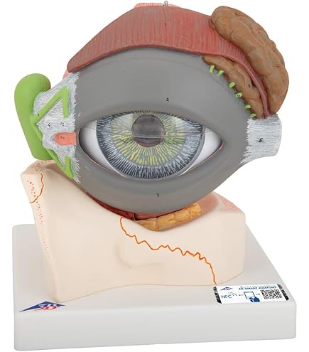 Amazon.co.jp: 眼球モデル 人間 眼球 模型 視神経 ショー角膜 レンズ