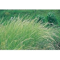 新品未使用！草生栽培に是非！ナギナタガヤ 1月まで※秋播き専用※【 緑肥用 ナギナタガヤ 】 ナギナタガヤ