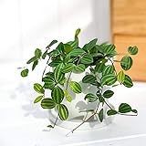 Amazon Co Jp ミニ観葉植物 ペペロミア ハンギングポットブラウン ホーム キッチン