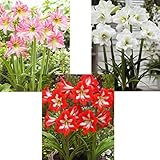 国華園　春植え球根 耐寒性アマリリスBセット 3種3球(各1球)【※発送が国華園からの場合のみ正規品です】