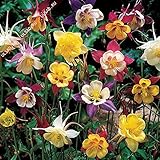 コロンバインGrannysボンネット種子MakKanaミックス（オダマキ）多年生の花