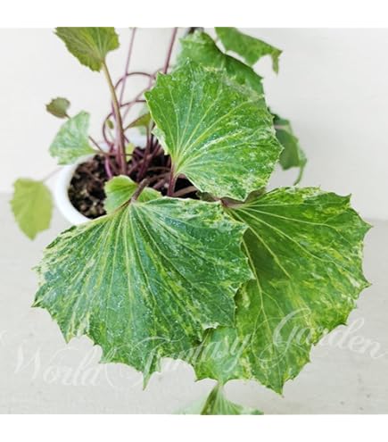 Amazon.co.jp: ツワブキ3-3.5号ポット2株セット[石蕗 グランドカバー