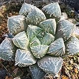 国華園　多肉植物 ハオルチア ミラーボール 1株【※発送が国華園からの場合のみ正規品です】