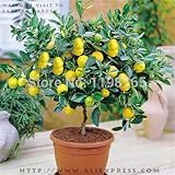 50 LEMON TREE SEEDS WITH HERMETIC PACKING * indoor outdoor AVAILABLE * HEIRLOOM FRUIT SEEDS LEMON se