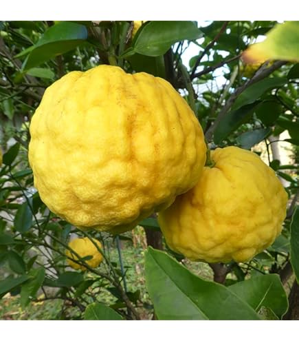 Amazon.co.jp: ゆず 苗木 獅子ゆず 接木 柑橘苗 15cmポット : DIY