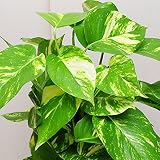 ポトス 7号鉢 観葉植物 へゴ仕立て