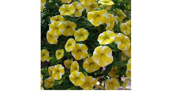 Amazon カリブラコア スーパーベル レモンスライス4号ポット 3株セット Pw Ign Diy 工具 ガーデン