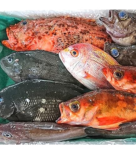 Amazon.co.jp: 魚水島 厳選 日本海の鮮魚セット「海におまかせ・大漁箱