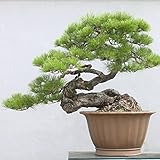 . Japanese Black Pine 20 seeds * Pinus thunbergii * Bonsai * Ornamental *. Bonsai Seed evergreen bon
