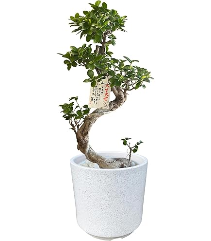 Amazon｜花のギフト社 ガジュマル 大型 大きい 観葉植物 本物 お祝い