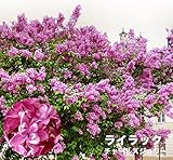 ライラック 苗 赤紫花 品種 ライラック チャールズジョリー ポット苗 庭木 落葉樹 シンボルツリー 【観賞花木】