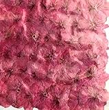 業務用 桜　ピンク染　500輪 大容量 500枚ドライフラワー デコ レジン 封印