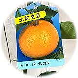 文旦 ざぼん 苗木 土佐文旦 13.5cmポット苗 パールカン ブンタン ザボン 苗
