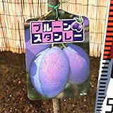 プルーン 苗木 スタンレー 12cmポット苗 プルーン 苗