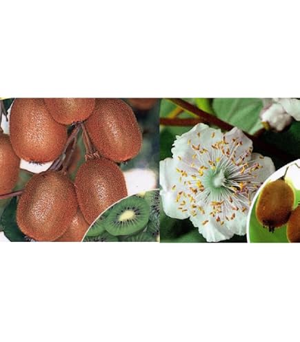 Amazon.co.jp: キウイフルーツ苗木 紅妃と受粉用雄木セット : DIY