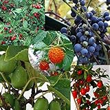 里山の果樹5種セット*（山葡萄・夏グミ・クコ・サルナシ・カジイチゴ）[苗木]