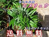 【先着5セット限定！☆】ネットランキングで常に上位で大人気♪ヒメリュウ（姫リュウ）50ポットセット！珍しい高級品種