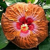 発売中！！！花の鉢植え用の200pcsのハイビスカスの種16kinds HIBISCUS ROSA-シネンシスフラワー種子ハイビスカスの木の種子