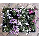 おためし4種12株セット：芝桜（シバザクラ）[グランドカバーに！] ノーブランド品