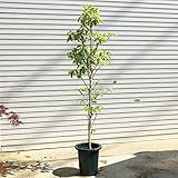 葉だけでも美しい庭木：ハナミズキ（花水木）チェロキーデイブレイク　白斑葉、白花　大株！！　送料無料！　大型商品発送！