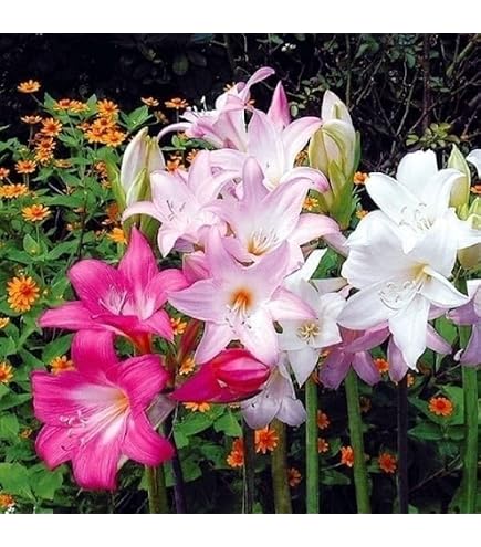 Amazon.co.jp: アマリリス 球根のみ 八重咲 エルバス 1球 / 国華園 24