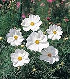 草丈低めで管理しやすい コスモス　ソナタ　ホワイト ３ポットセット コスモス祭り・3つでの価格です！