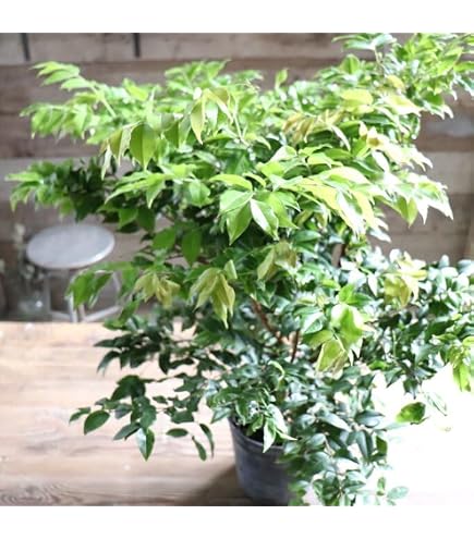 Amazon｜ジャボチカバ 小葉 8号140cm｜観葉植物 オンライン通販